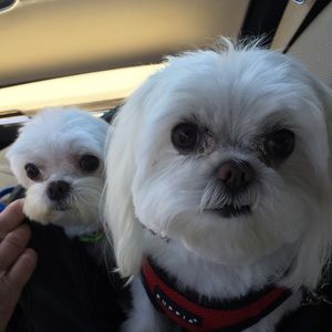 Meet your Posher, Alissa